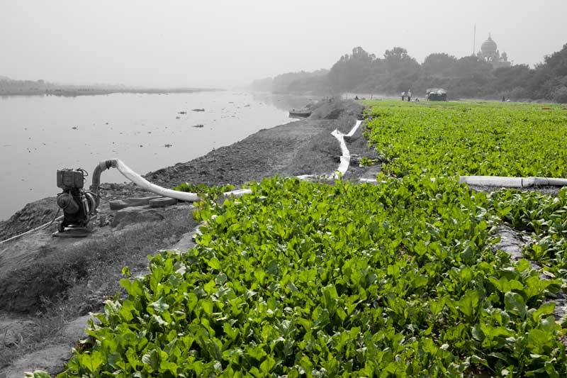 Wastewater Reuse: Irrigating spinach fields with wastewater drawn from river Yamuna in Central district, National Capital Territory of Delhi